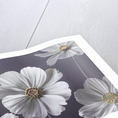 Cosmos flowers by Assaf Frank